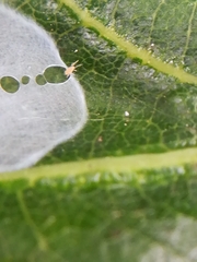 Nigma puella