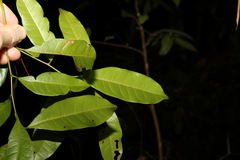 Cryptocarya sclerophylla