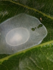 Nigma puella