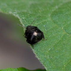 Coptosoma scutellatum