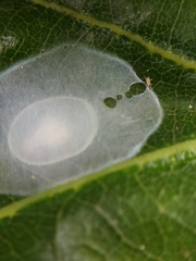 Nigma puella