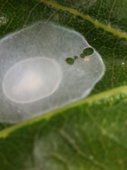 Nigma puella