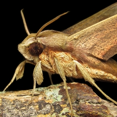 Xylophanes aglaor
