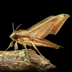 Xylophanes aglaor