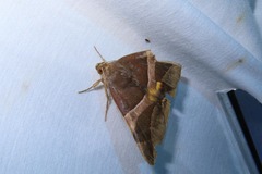 Bastilla fulvotaenia