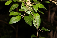 Cleistanthus cunninghamii