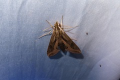Hippotion velox