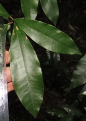 Englerophytum natalense