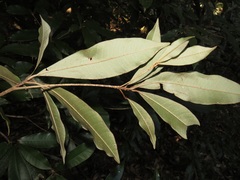 Englerophytum natalense