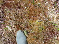 Sphagnum tenellum