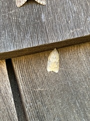Acleris curvalana