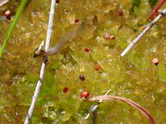 Sphagnum tenellum