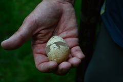 Tetrao urogallus