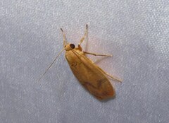 Teuloma tainebula