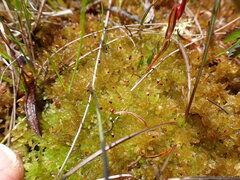Sphagnum tenellum