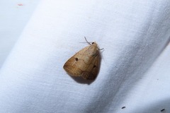 Plecoptera uniformis