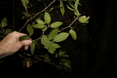 Cleistanthus cunninghamii