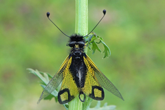 Libelloides rhomboideus