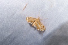 Eoophyla gibbosalis