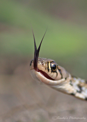 Amphiesma stolatum