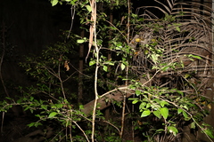 Cleistanthus cunninghamii