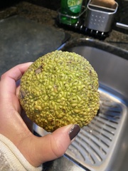 Maclura