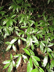 Englerophytum natalense