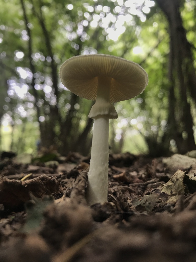 Amanita bisporigera