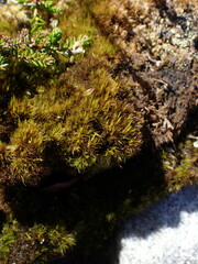 Dicranum groenlandicum
