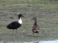 Anas platyrhynchos domesticus