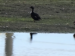 Anas platyrhynchos domesticus