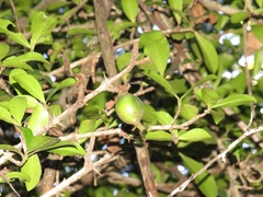 Hyperacanthus amoenus