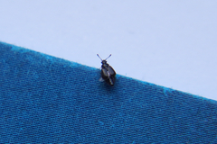 Proteininae