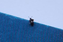 Proteininae