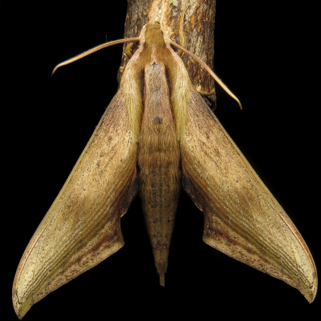 Xylophanes aglaor