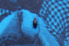Proteininae