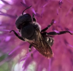 Megachilidae