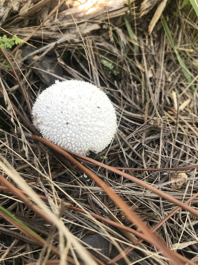 Lycoperdon marginatum · February 2022 · photo: © tutitah (iNaturalist, cc0)