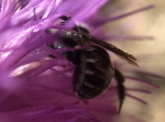 Megachilidae