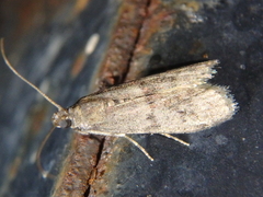 Ephestia elutella