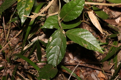 Aristolochia praevenosa