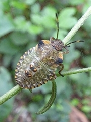 Pentatoma semiannulata