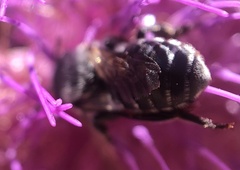 Megachilidae