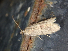 Ephestia elutella
