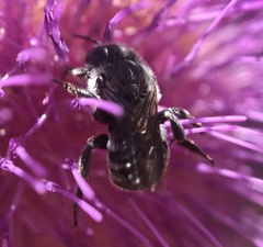 Megachilidae