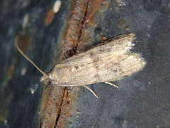 Ephestia elutella