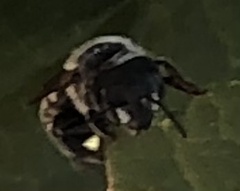 Megachilidae