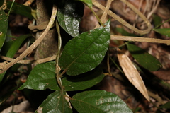 Aristolochia praevenosa