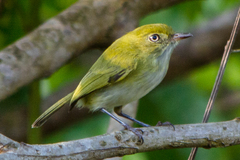 Hemitriccus nidipendulus