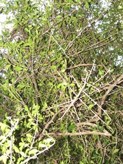 Hyperacanthus amoenus